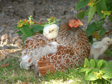 Blue Laced Wyan Hen with their chicks sitting down