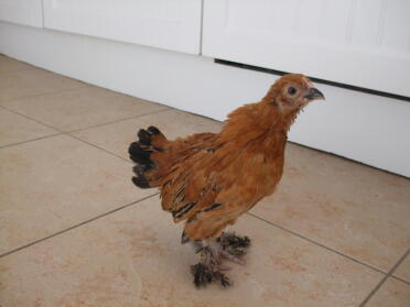 A booted barbu duccle chicken - 5 weeks old.
