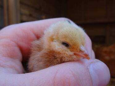 This is my booted bantam barbu duccle day old chick.
