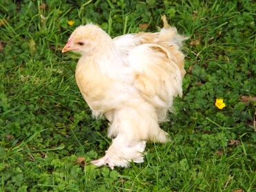 Brahma chick with fluffy legs.