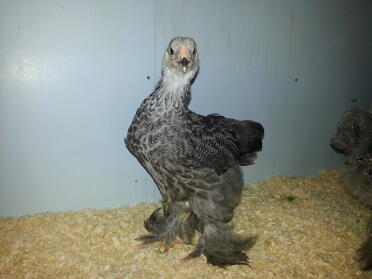 Dark brahma chick 6 weeks