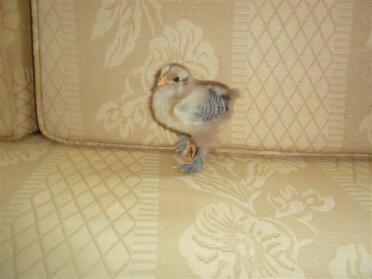 A gold brahma Chick on a sofa!