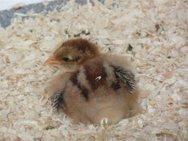 Gold Brahma Chick.