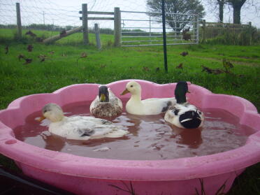 A flock of call ducks in a pool having fun.