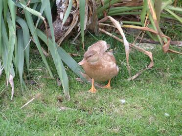 Duck looking for breakfast in garden