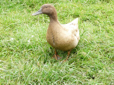 A brown campbell duck,