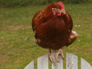 Gingernut Ranger Speckle Chicken