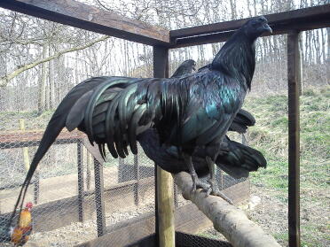 Two black sumatra chickens perching in their chicken run.