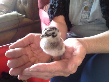 A tiny chick called Pipsqueak.