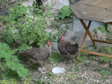 Chicken just hanging out.
