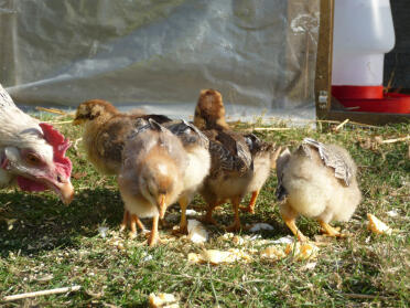 Legbar Chicks off of the ground