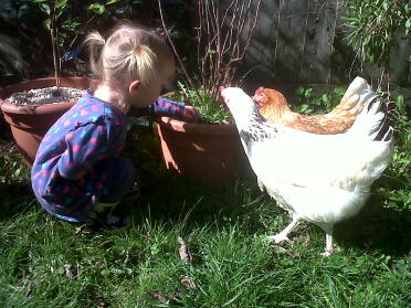 Chicken exploring the garden.