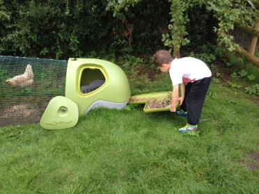 A boy emptying a chicken coop dropping tray.