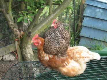 Chicken sitting on other chicken on top of Eglu Chicken Coop run