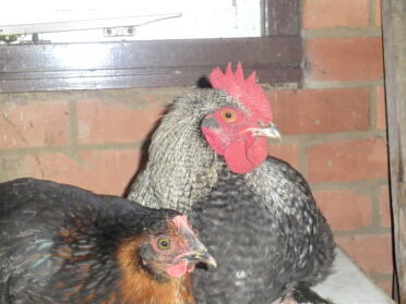 A pair of chickens.