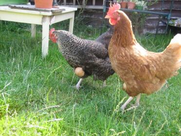 Chickens in garden