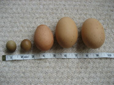 Different sized eggs with tape measure