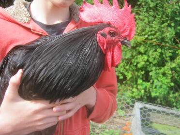 Is this the largest australorp cockerel in the world?