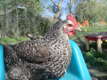 My speckaldy chicken.