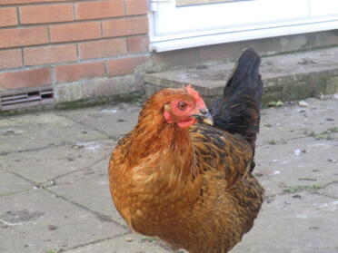 My black rock chicken called star.