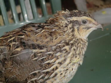 A female quail.