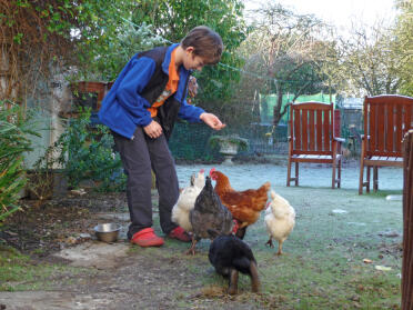 Boy feeding chickens and rabbit