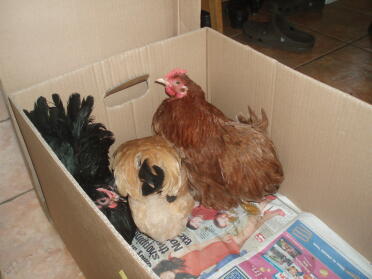 Our new chickens have arrived.