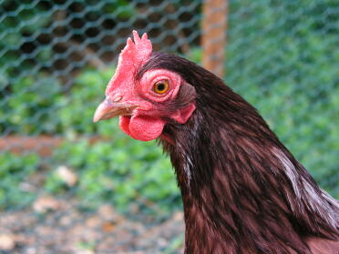Our rhode island red chicken.