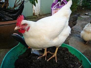White Chicken in dirt