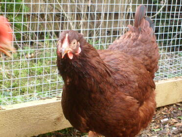 Chicken in run