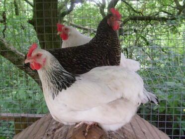 Three speckley chickens.