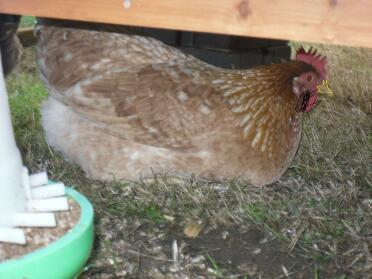 A chicken sheltering under a chicken coop.