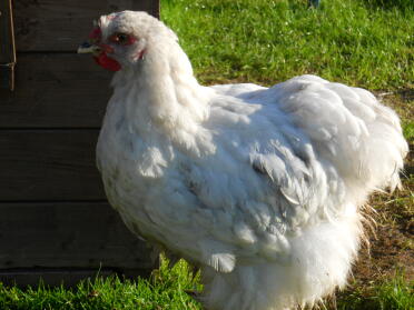 A cochin chicken which is 13 weeks old.