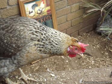 Cream Legbar Hen investigating the dirt