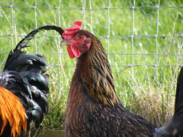 Docking chicken close up on a hen.