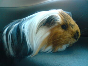 Brown, white and black Guinea Pig