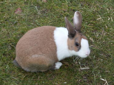 Our dutch rabbit.