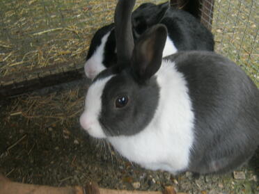 Two dutch rabbtis in black and white.