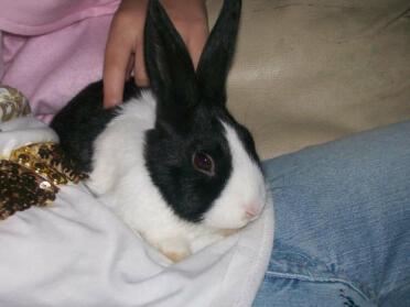 A dutch rabbit sitting on a lap.