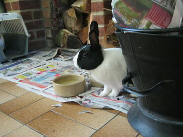 Dutch Rabbit having a drink in the kitchen