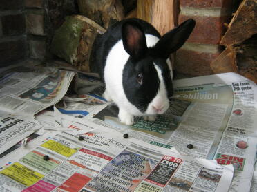 Dutch Rabbit on newspapers