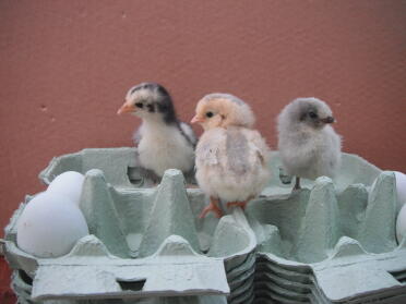 Chicks in Omlet egg box