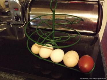 Egg skelter with 5 eggs