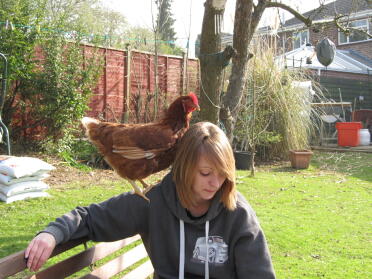 An ex battery hen chicken sitting on someones shoulders.