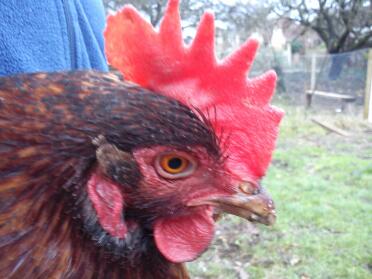 Close up of Ex Battery Hen