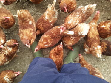 Free range at the commercial farm i worked at