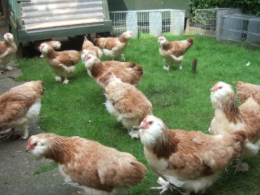 A flock of faverolle chickens.