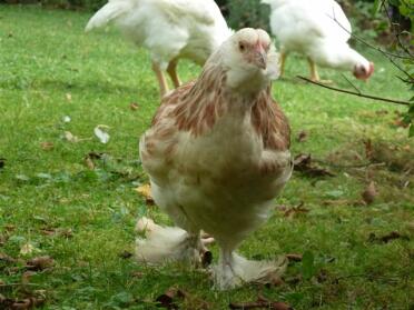 Faverolle Chicken in garden