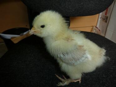 Faverolle Chick