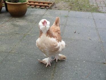Faverolle Chicken in garden